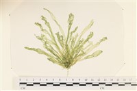 藏品(腸滸苔, 河石髮)的圖片