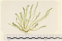 藏品(腸滸苔, 河石髮)的圖片