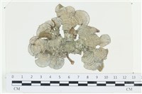 藏品(南方團扇藻)的圖片