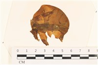 藏品(袋苔, 囊藻)的圖片