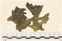 藏品(阿拉伯松藻)的圖片