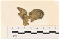 藏品(阿拉伯松藻)的圖片