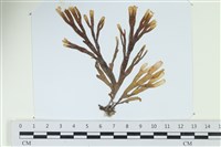 藏品(厚網目藻)的圖片