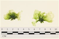 藏品(茶花石蓴, 牡丹菜)的圖片