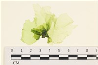 藏品(茶花石蓴, 牡丹菜)的圖片