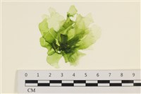 藏品(茶花石蓴, 牡丹菜)的圖片