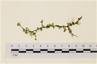 藏品(盾葉蕨藻)的圖片