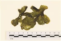 藏品(阿拉伯松藻)的圖片