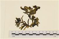 藏品(阿拉伯松藻)的圖片