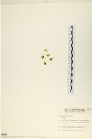 藏品(茶花石蓴, 牡丹菜)的圖片