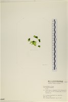 藏品(茶花石蓴, 牡丹菜)的圖片