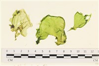 藏品(大石蓴, 石蓴)的圖片