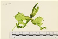 藏品(大石蓴, 石蓴)的圖片