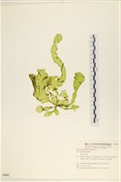 藏品(長片石蓴, 裂片石蓴)的圖片