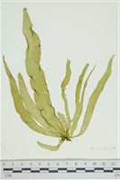 藏品(西洋葉苔)的圖片