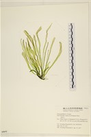 藏品(扁石髮)的圖片