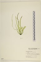 藏品(扁石髮)的圖片