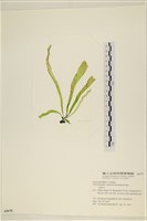 藏品(扁石髮)的圖片