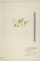 藏品(石髮)的圖片
