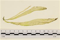 藏品(石髮)的圖片