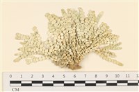 藏品(仙掌藻, 海仙人掌)的圖片