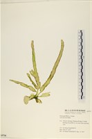 藏品(長片石蓴, 裂片石蓴)的圖片