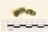 藏品(指枝藻)的圖片