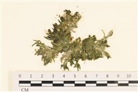 藏品(絨毛松藻)的圖片