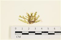 藏品(刺叉網地藻)的圖片