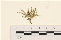 藏品(絨毛松藻)的圖片