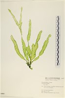 藏品(長片石蓴, 裂片石蓴)的圖片