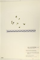 藏品(指枝藻)的圖片