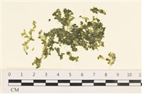 藏品(指枝藻)的圖片