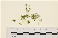 藏品(石髮)的圖片