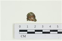 藏品(網胰藻)的圖片