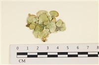 藏品(大葉海仙人掌, 大葉仙掌藻)的圖片