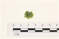 藏品(茶花石蓴, 牡丹菜)的圖片