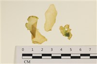 藏品(大石蓴, 石蓴)的圖片