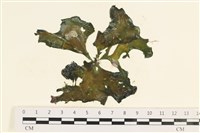 藏品(石蓴)的圖片