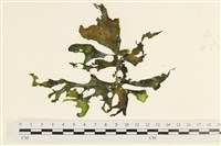 藏品(石蓴)的圖片