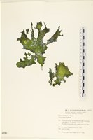 藏品(石蓴)的圖片
