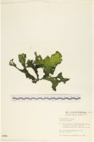 藏品(石蓴)的圖片