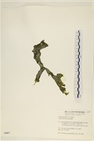 藏品(阿拉伯松藻)的圖片