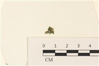 藏品(浮網藻, 肋葉藻)的圖片