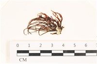 藏品(小毛孢藻, 小鹿角苔)的圖片