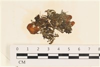 藏品(袋苔, 囊藻)的圖片