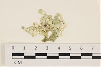 藏品(仙掌藻, 海仙人掌)的圖片