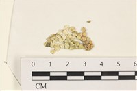 藏品(仙掌藻, 海仙人掌)的圖片