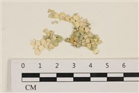 藏品(仙掌藻, 海仙人掌)的圖片