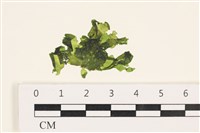 藏品(茶花石蓴, 牡丹菜)的圖片